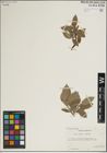 Foto von Salix lanata L. x Salix lapponum L.